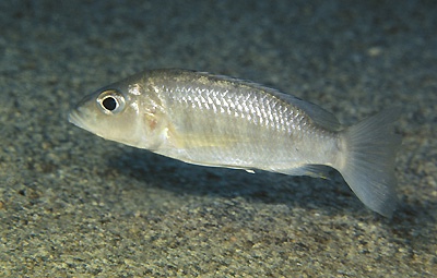 Sciaenochromis ahli 'Msisi'